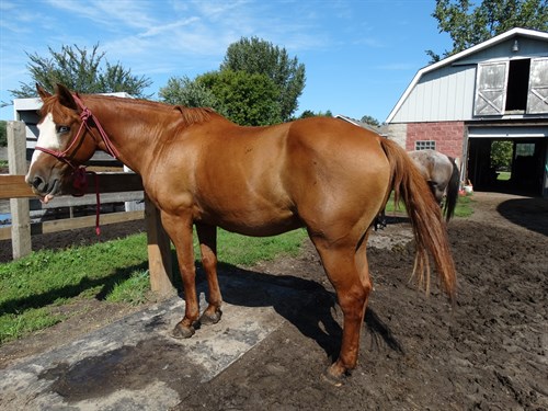 Harley, Trail gelding, rides and drives