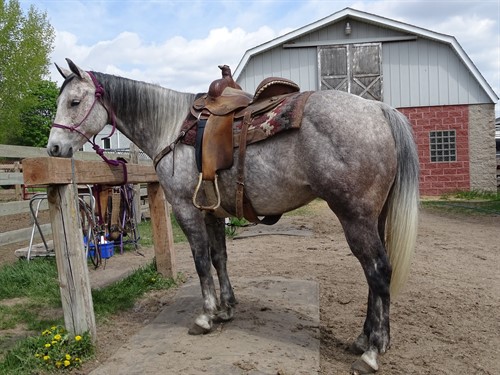 Cooper, Beautiful Gray Gelding, Nicely Broke, Trails or Performance Horse