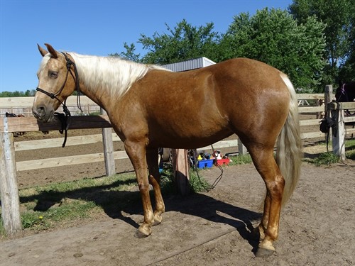 Amber, Gorgeous Chocolate Palomino Tennessee Walker Mare, great size and smooth