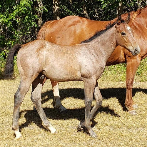 MR ROOSTER COGBERN!  2021 gray colt by Silverado Guy x Eye Yin You Rooster