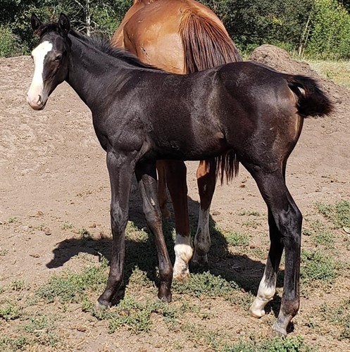 SILVER TROPHY GUY! 2021 Gray colt...Frenchmans Guy and Dash Ta Fame on top, Feature Mr Jess, Mr Jess Perry and Special Effort on the bottom.