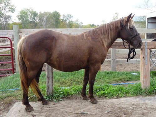 Mocha, Pretty Pony Mare, Great size, Great size for kids and small adults