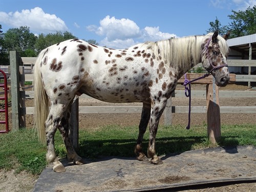 Benji, Beautiful Leopard Appaloosa Gelding, 7yrs old, Great on Trails and Arena