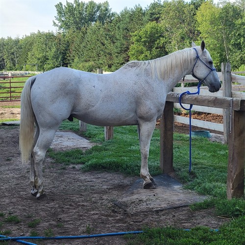 Jones, Handsome Gray Gelding, Well Broke and Fun to Ride, Trails or Cows