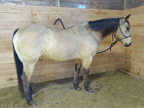 Horse Classified Ad Cheyanne