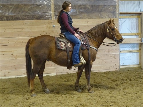 Mickey, Good Looking Trail Gelding, More whoa than go