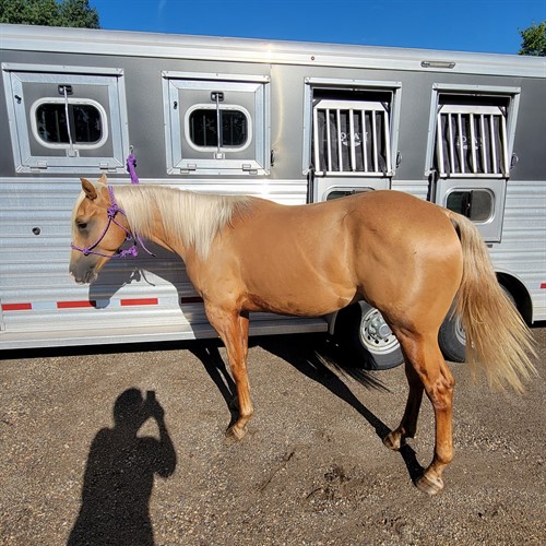 Horse Classified Ad Chex (Flashbac Peppy)