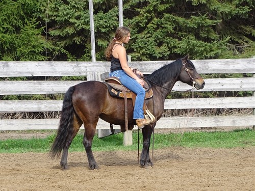 Lewie, Pretty Bay Gelding, 14.1h, nice size, mainly used for trails