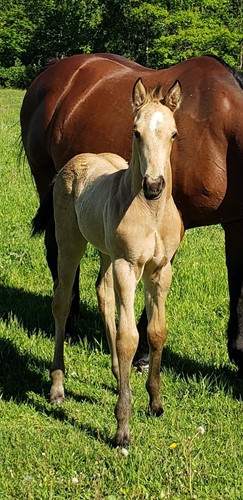Horse Classified Ad Kalua Ontherocks
