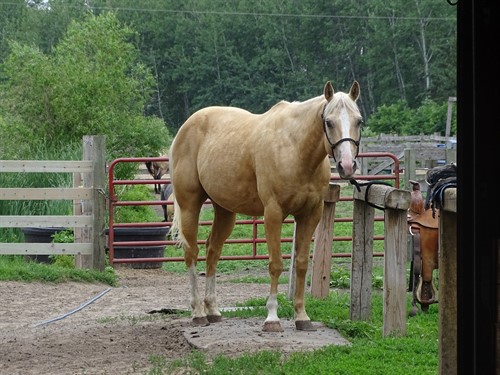 Scotch, Beautiful Palomino Gelding, Has a quiet and more laid back personality