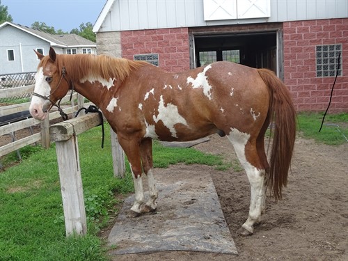 Nacho, Great Looking Paint Gelding, Mainly been used for trails, Quiet.