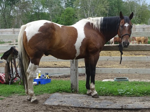 Poncho, Good Looking Stocky Paint Gelding, Used for Trails and Cows