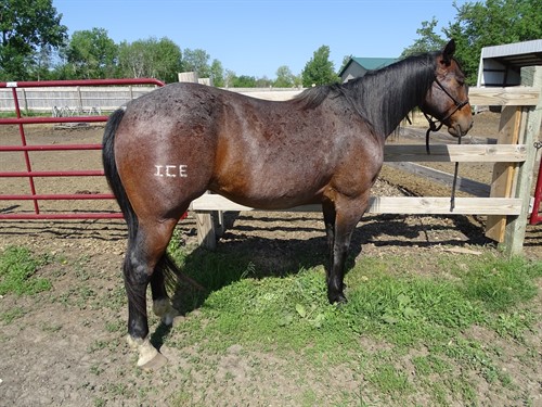 Memphis, Gorgeous Bay Roan Gelding, 15.2h, Great Trail horse, Ranch Horse, he is on the slower side.
