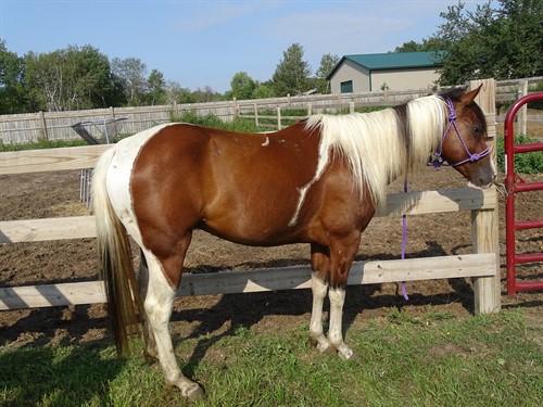 Horse Classified Ad Barney