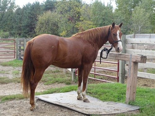 Gunner, Gorgeous Well bred Slow easy going Gelding, Great on Trails