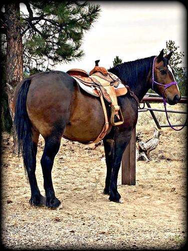 SOLD to WYOMING  Max 15 yr old Bay Draft Cross Gelding 15.2 Hands Max is a very safe and gentle. He has been very well taken care of, he has had teeth done in January, wormed in the spring and last fall, he wears a size 4 shoe. He is a very easy keeper and he will walk right up to you in the pasture.