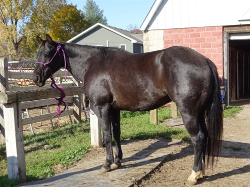 Horse Classified Ad Louie