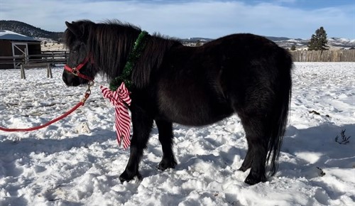 Mink is a 4 year old black mini pony that is as cute as they come. She loves to be handled by kids, is gentle and polite, and the perfect size to be a Christmas pony to fit under the tree! Mink was started ground driving as a 2 year old, but as since sat, and has perfected her role as the world’s cutest pasture ornament. She has a big personality, and holds her own with all the big horses! Mink has done trail obstacles, will cross bridges, and is even good enough to go in the house!