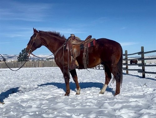 Junior is a 13 year old, 15.1hh grade QH gelding. This gelding is a trail horse deluxe! He is very well made, extremely friendly and easy to catch, and gets along with the whole herd. Junior is a sturdy, easy going gelding that has seen miles of trails in the rain, snow, and sunshine. He’s confident, forward moving, and very easy to ride. 