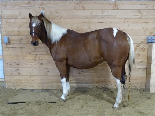 Mickey, Good Looking 14.2h Paint Gelding, Great for Trails and fun days.