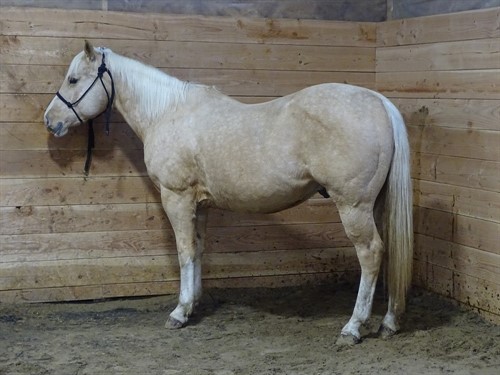 Dusty, Beautiful Golden Palomino Gelding, AQHA Reg. 10yrs old, Trail Ridden and Ranched on.