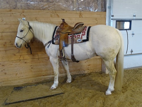 Horse Classified Ad Ramsey