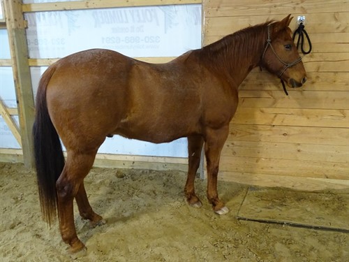 Copper, Beautiful Red Roan Gelding, Great Family Horse