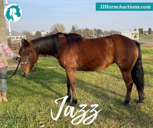 Horse Classified Ad Jazz