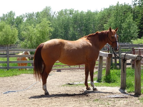 Ginger, Beautiful Red Dun Mare, AQHA 14yrs, 14.3, Family Trail, Youth Barrels
