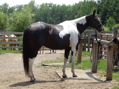 Janey, Beautiful Black & White Mare, Finished Head Horse for any Level Roper