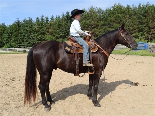 Ace, Big Beautiful Black Gelding, Great Disposition, Quiet Personality, Solid Build