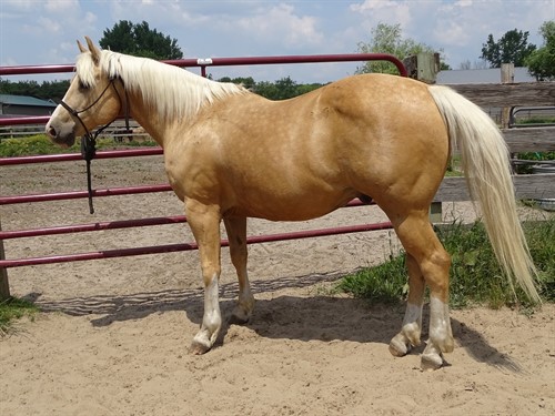 Dusty, Beautiful Golden Palomino Gelding, AQHA Reg. 11yrs old, Trail Ridden and Ranched on.