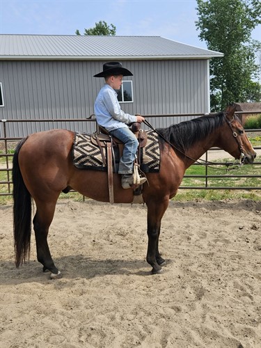 Bentley, Beautiful Classy Bay Gelding, Every Kid's, Parents and Grandparents Dream horse.