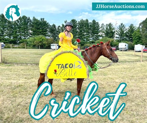 Horse Classified Ad Cricket