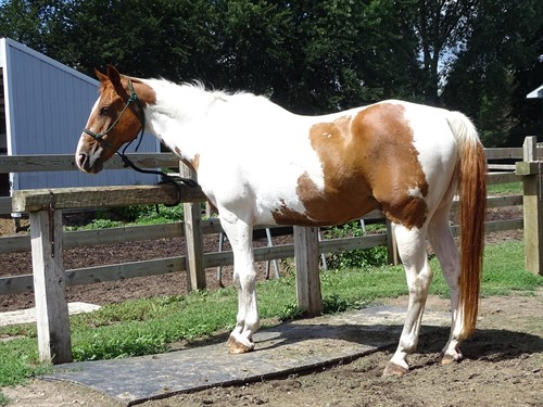 Rex, Handsome Paint Gelding, Nice Family Trail Horse