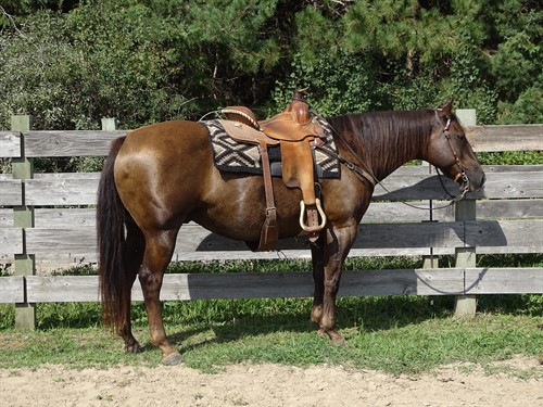 Willy, Good Looking, Gentle Trail Family Gelding, 14.2h and Smooth