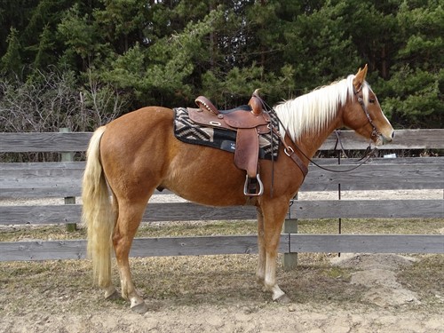 Scotch, Beautiful AQHA Gelding, He is an Exceptional young horse, performance, reining training, super quiet. 
