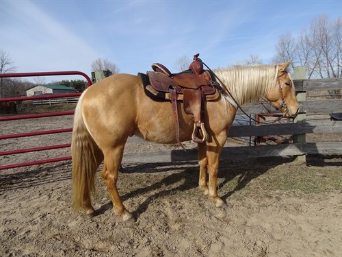 Chex, Beautiful Palomino Gelding, AQHA 4yr, 15h Great Barrel/Cow prospect and Trails