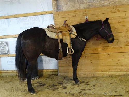 Bandit, Good Looking Brown Gelding, Sweet Personality, Great on Trails, Also has been used for Heading.
