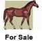Barrel Horses for Sale